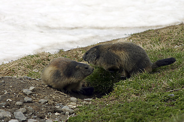 alpinisme/vanoise/2003_05_grande_casse/2003_0662.jpg