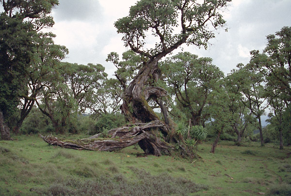 expe/2001_09_kenya/kenya-2/kenya-2-15.jpg
