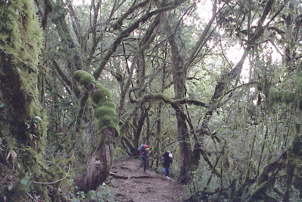 expe/2001_09_kilimanjaro/kili-1/kilimanjaro-1-16.jpg