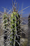 Cactus, valle de la Luna