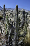 Cactus, valle de la Luna