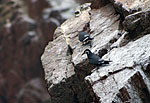 Hirondelle