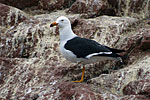Mouette