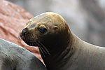 Phoque