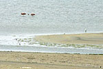 Flamands roses