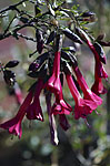 Fleurs