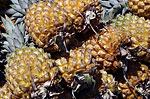 Petits ananas Victoria