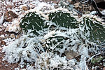 Cactus givr
