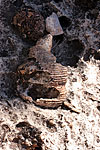 Coquillage fossilis
