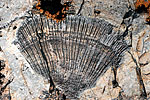 Coquillage fossilis