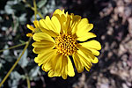 Brittlebush