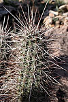 "Cactus concombre"