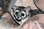 ringtail
