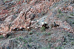 Mules ravitaillant Phantom Ranch