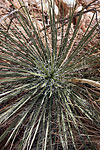 Soaptree Yucca
