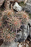 Barrel cactus