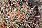 Barrel cactus