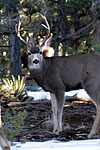 Mule Deer