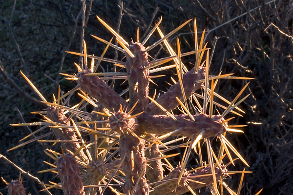 expe/2004_12_usa/joshua_tree/2004_5594.jpg