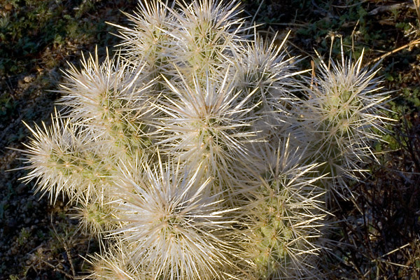 expe/2004_12_usa/joshua_tree/2004_5595.jpg