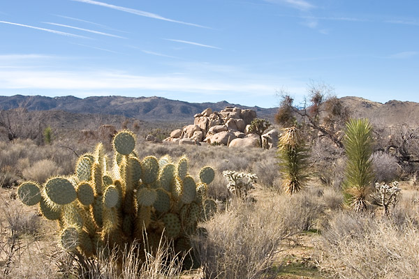 expe/2004_12_usa/joshua_tree/2004_5600.jpg