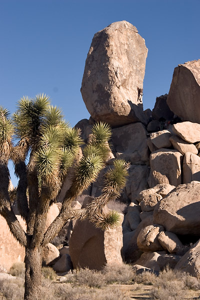 expe/2004_12_usa/joshua_tree/2005_0002.jpg