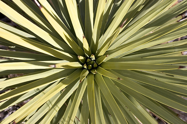 expe/2004_12_usa/joshua_tree/2005_0017.jpg