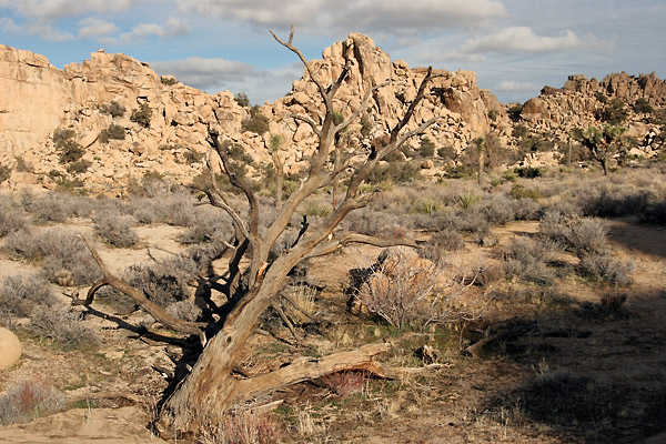 expe/2004_12_usa/joshua_tree/2005_0034.jpg
