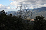 Carbini