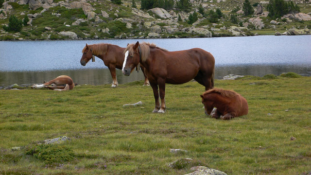 rando/pyrenees/2008_08_carlit/2008_0898.jpg